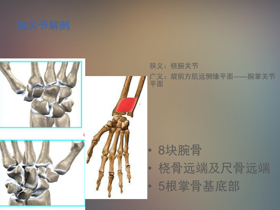 腕关节解剖课件.pptx_第1页