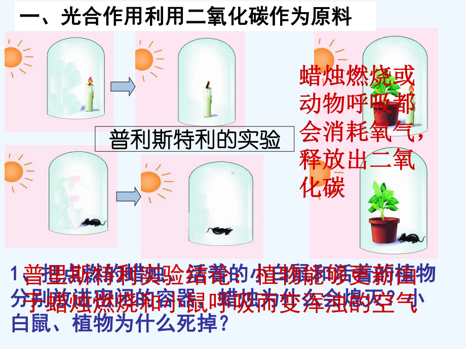 绿色植物与生物圈的碳氧平衡复习课件.ppt_第2页