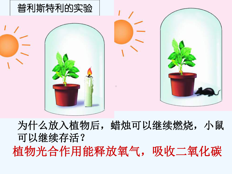 绿色植物与生物圈的碳氧平衡复习课件.ppt_第3页