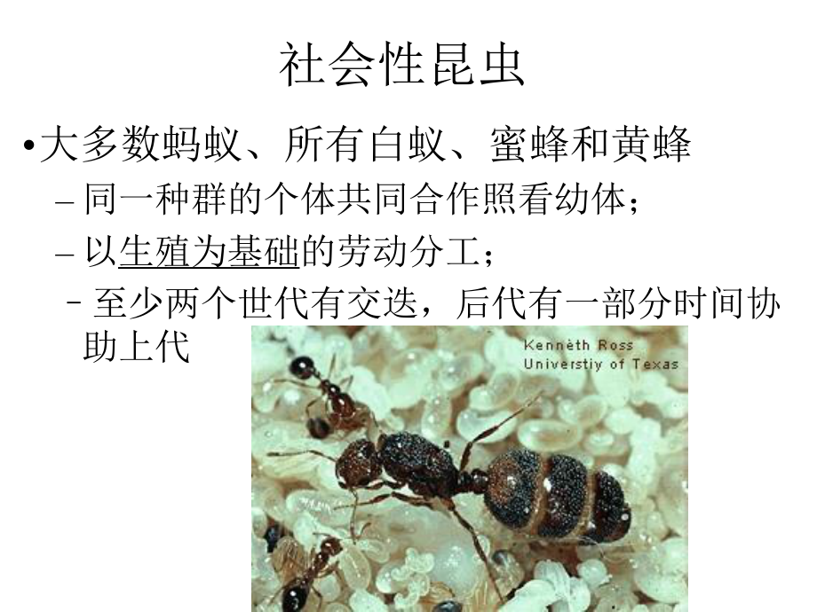 白蚁和蚂蚁课件.ppt_第1页