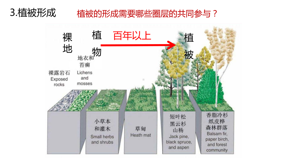 5.1植被ppt课件 (j12x001)-2023新人教版（2019）《高中地理》必修第一册.pptx_第3页