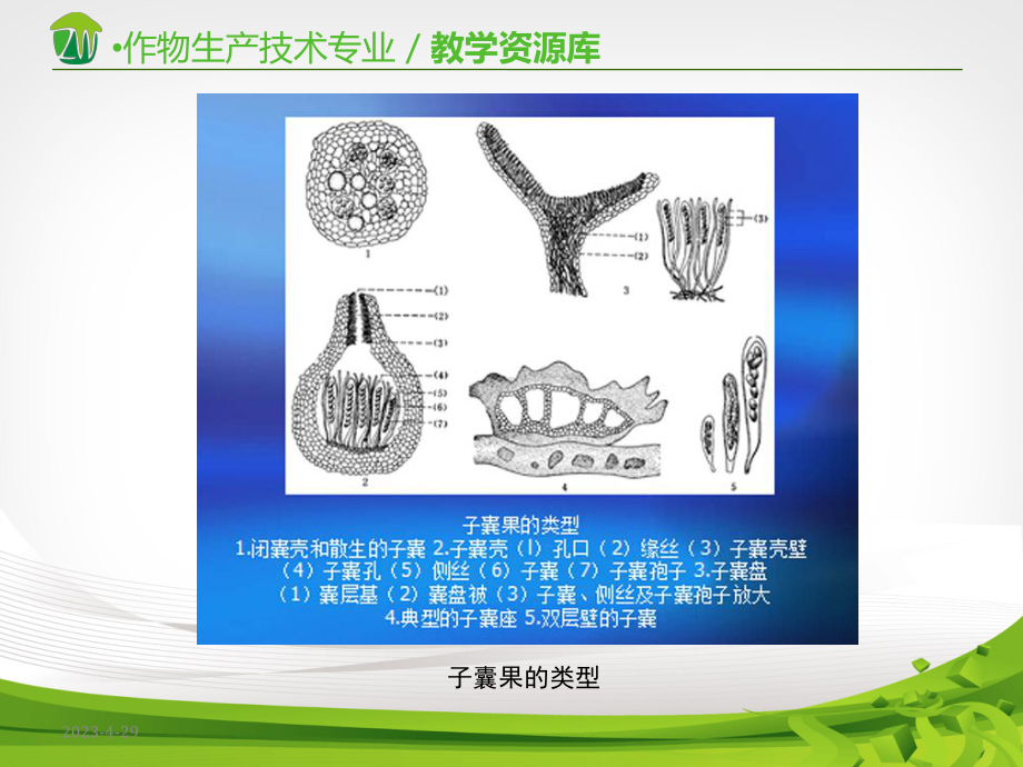 植物病原真菌的主要类群：真菌界-子囊菌门-子囊果课件.ppt_第3页