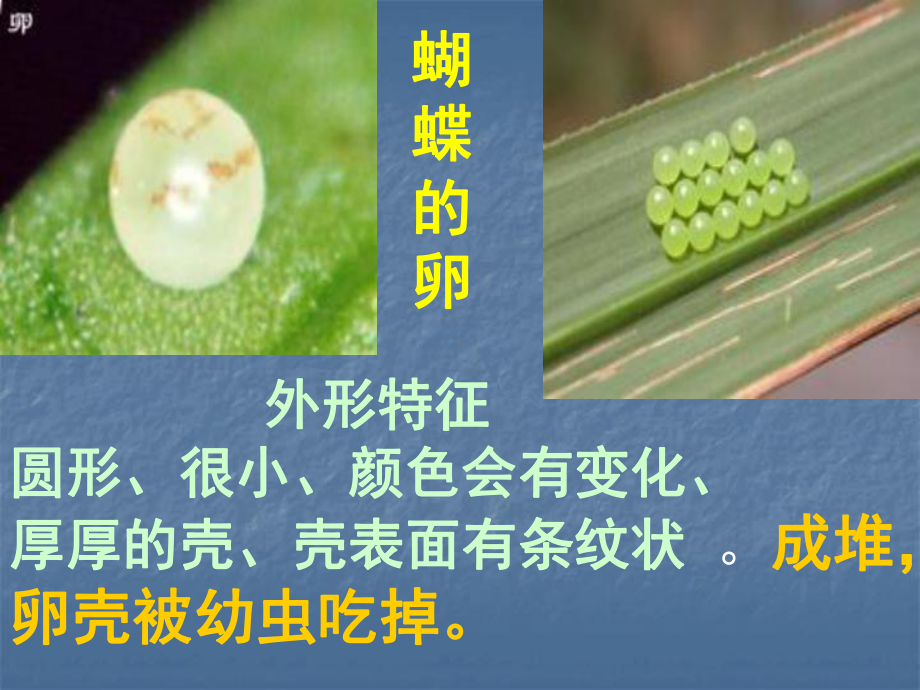 2—6动物的卵.ppt_第3页