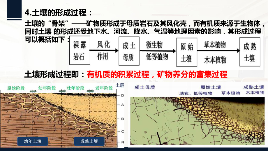 第五章土壤和植被ppt课件 -2023新人教版（2019）《高中地理》必修第一册.pptx_第3页