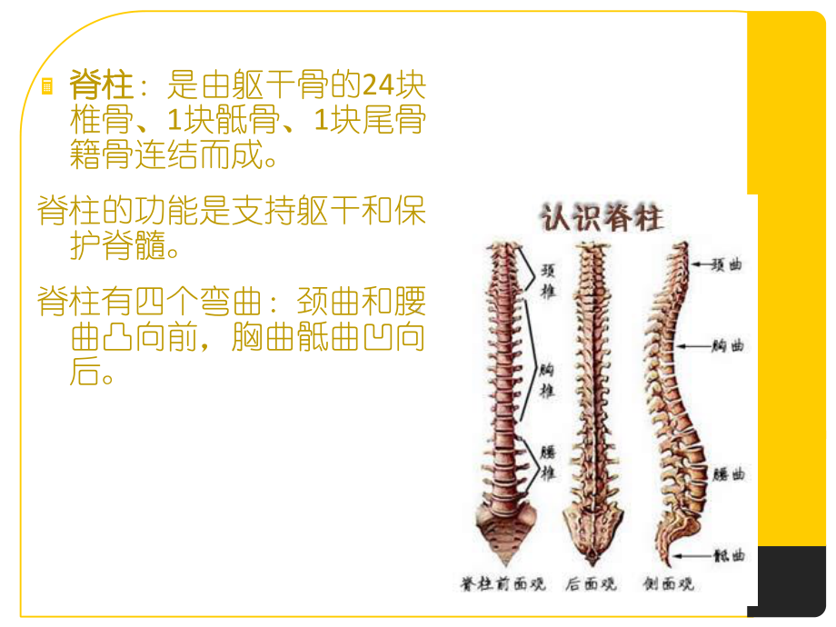 脊柱外科病人护理常规-课件.ppt_第2页