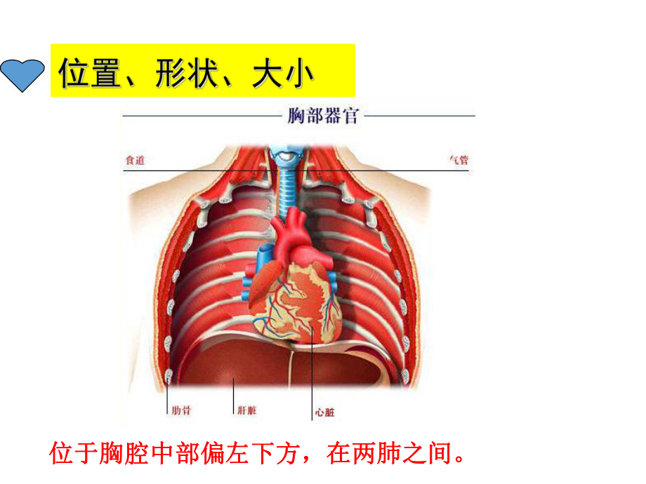 第三节-输送血液的泵-心脏完整版课件.ppt_第2页