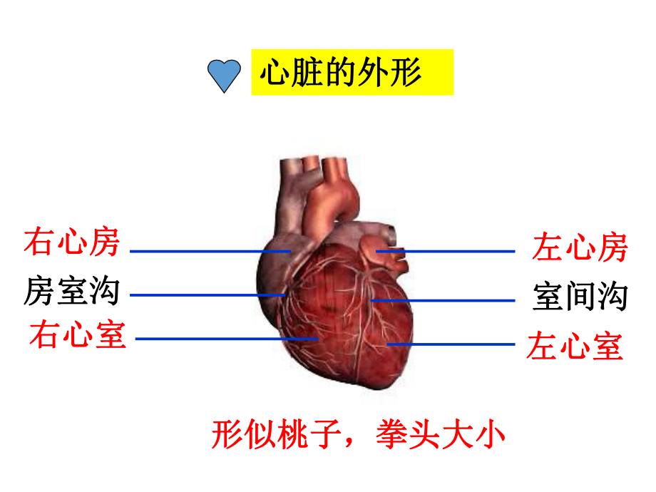 第三节-输送血液的泵-心脏完整版课件.ppt_第3页