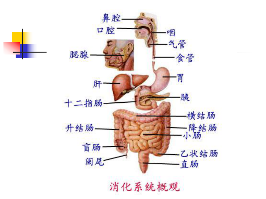 腹部创伤课件.ppt_第3页