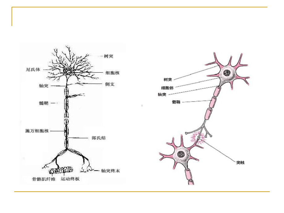 第二章-传出神经系统药物课件.ppt_第2页