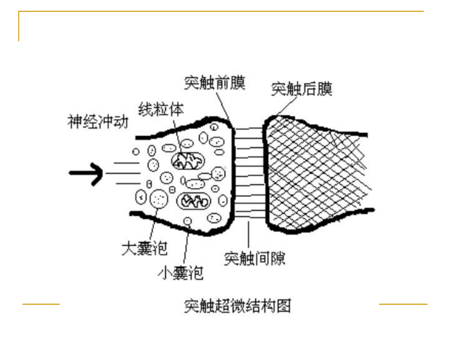 第二章-传出神经系统药物课件.ppt_第3页