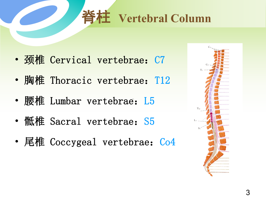 脊柱、四肢及肛门检查课件.ppt_第3页