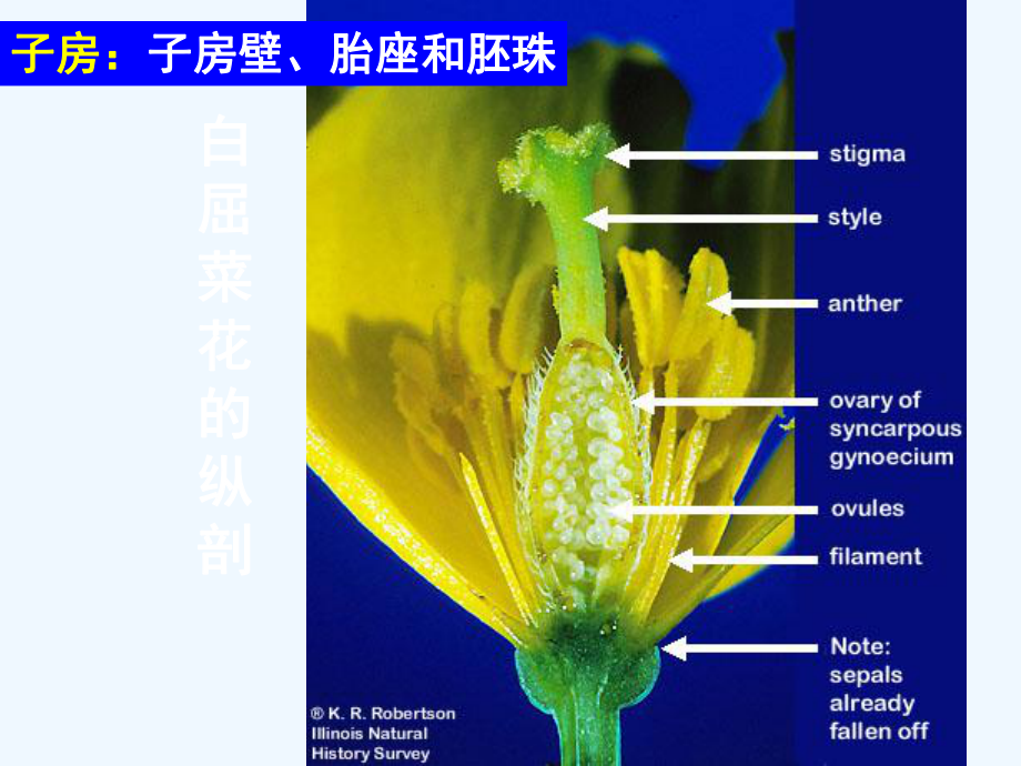 胚珠的发育和胚囊的形成过程-课件.ppt_第2页