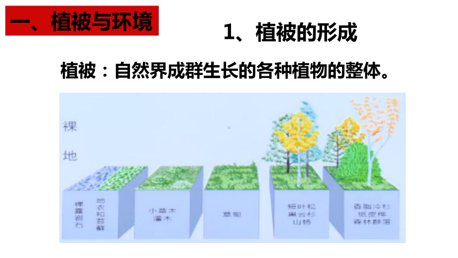 5.1 植被第一课时 ppt课件 -2023新人教版（2019）《高中地理》必修第一册.pptx_第3页