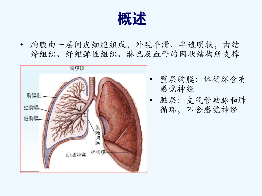 胸膜疾病八年制课件.ppt_第2页