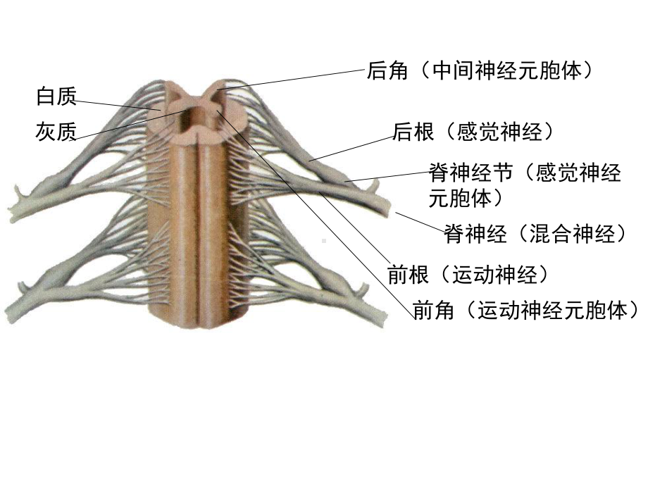 第二节脊髓和脊神经课件.ppt_第3页