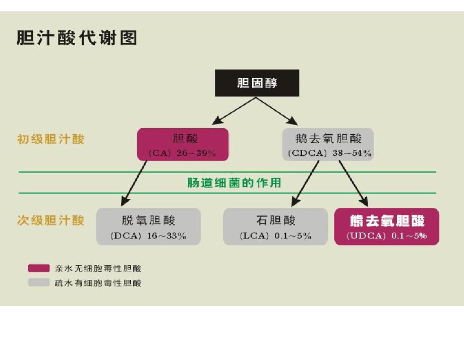 熊去氧胆酸临床应用课件.ppt_第2页