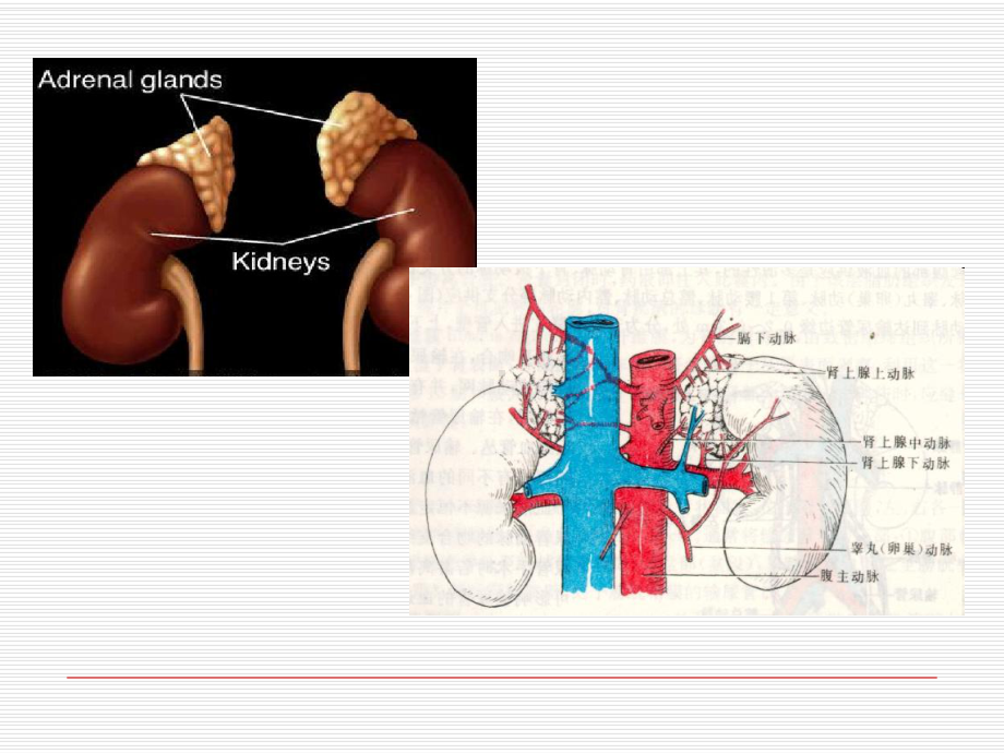 肾上腺疾病的外科治疗培训课件.ppt_第3页