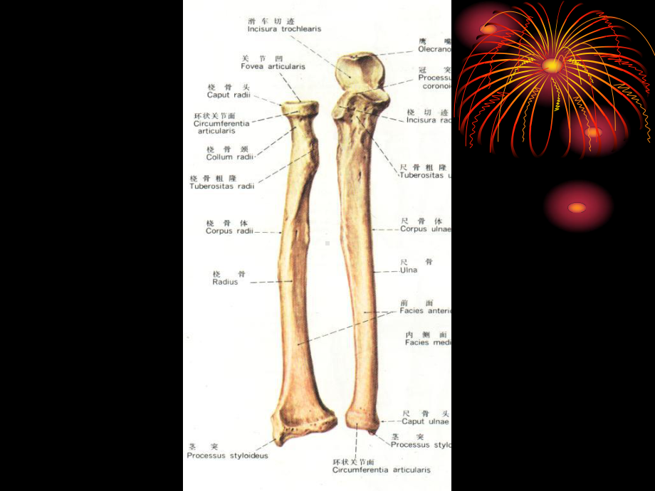 第五讲-肘部、前臂和手部应用解剖课件.ppt_第3页