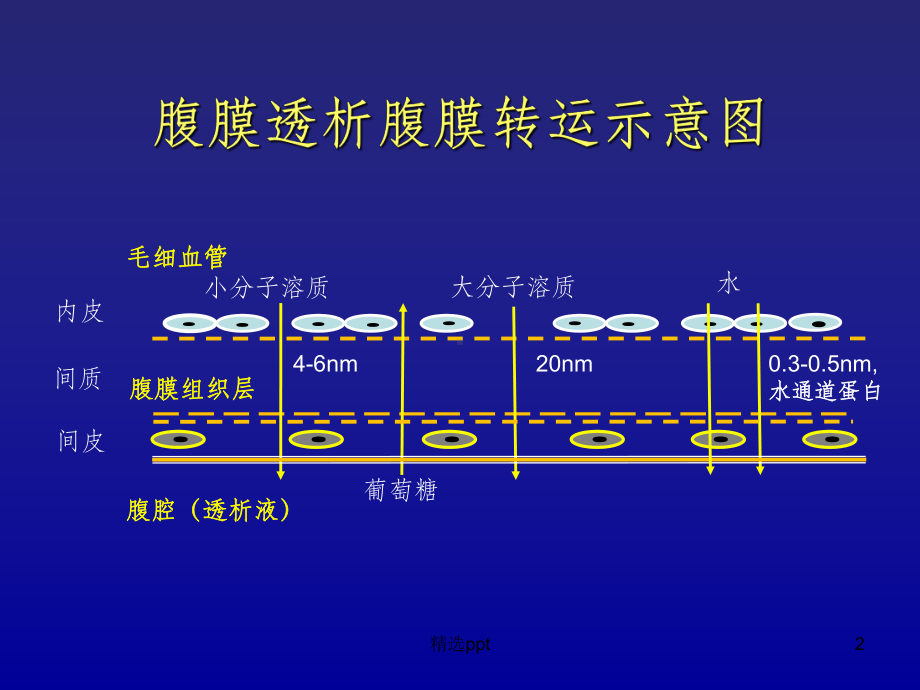 腹膜平衡试验课件.ppt_第2页