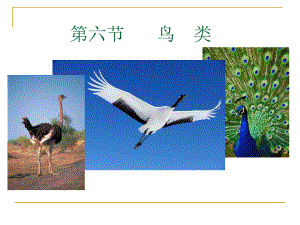 第六节--鸟-类课件.ppt