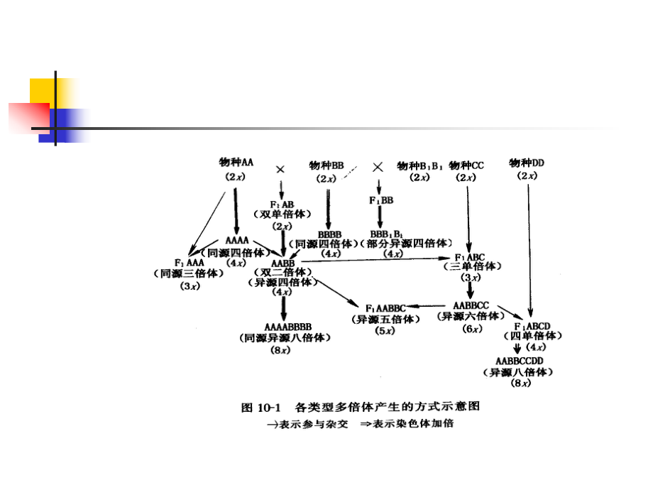 第十章倍性育种(PloidyBreeding)课件.ppt_第3页