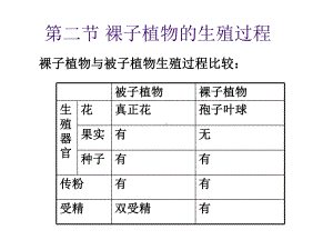 裸子植物的生殖器官大孢子叶球课件.ppt