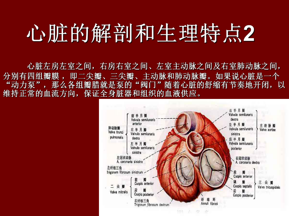 超声心动图入门基础-医学影像学课件.ppt_第3页