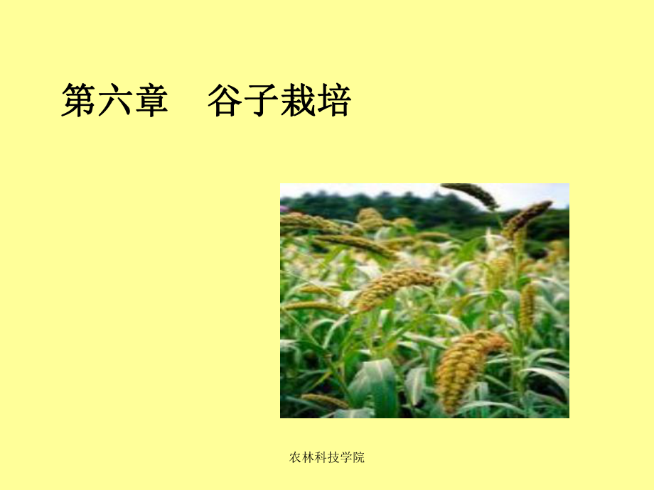 谷子-农林科技学院课件.ppt_第1页