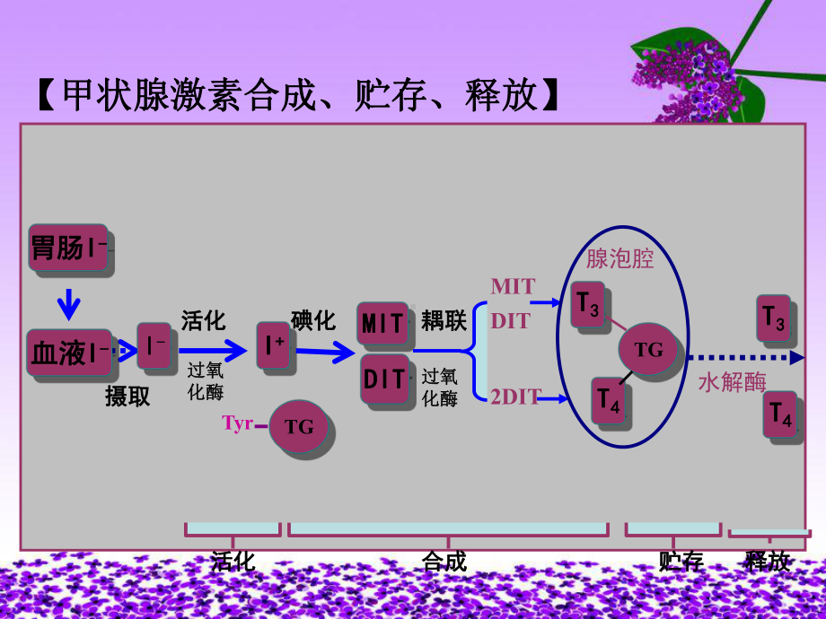 甲状腺危象病人的医疗护理讲义课件.ppt_第3页