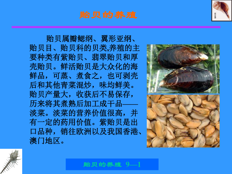 贻贝的养殖课件.ppt_第1页