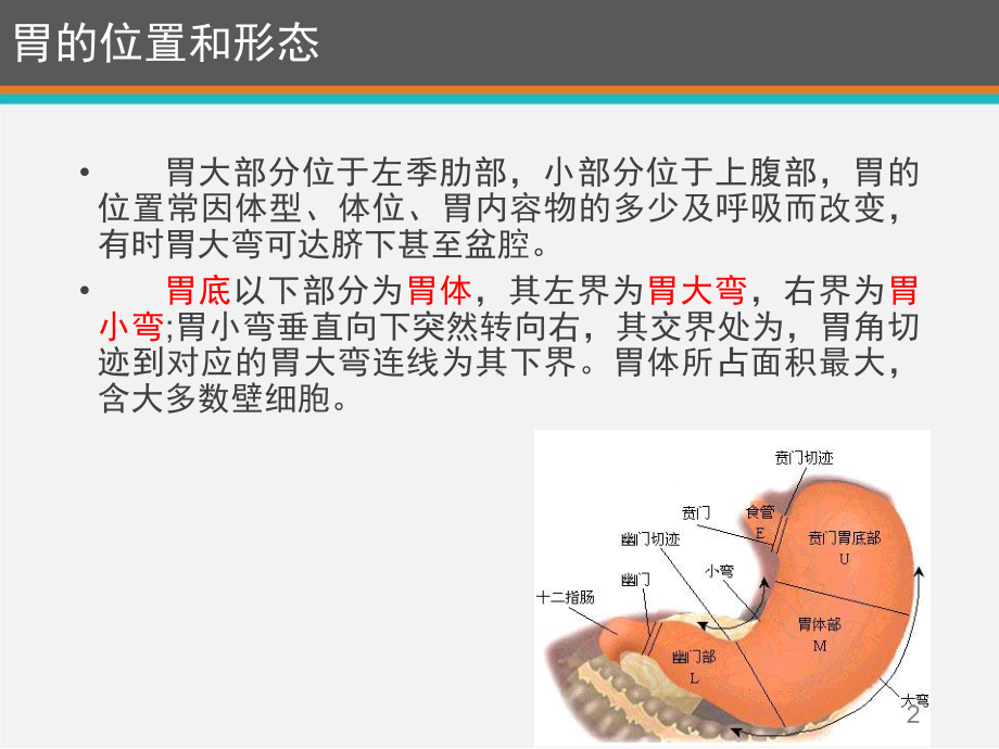 胃癌手术的基础解剖和步骤-课件.ppt_第2页