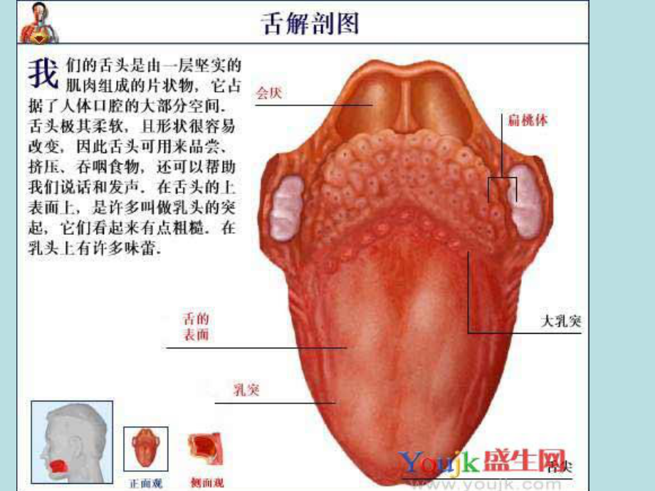 舌癌护理查房课件.ppt_第3页