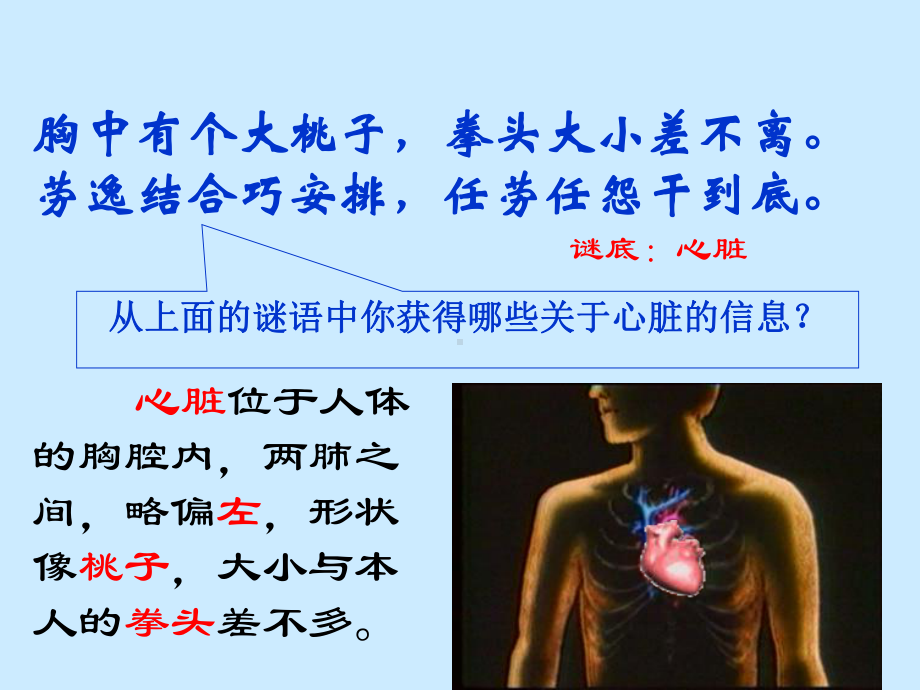 苏教版五年级科学-《心脏和血液循环》课件.ppt_第2页