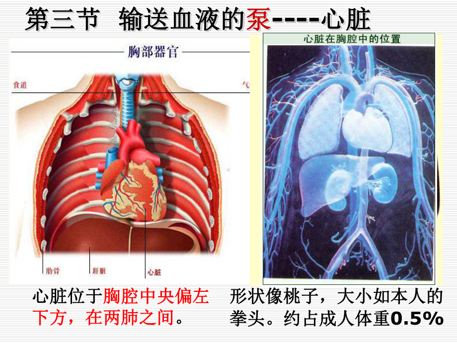 第四章-第三节-输送血液的泵-心脏(P课件.ppt_第3页