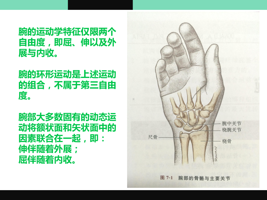 腕屈肌群-康复科培训课件.ppt_第2页