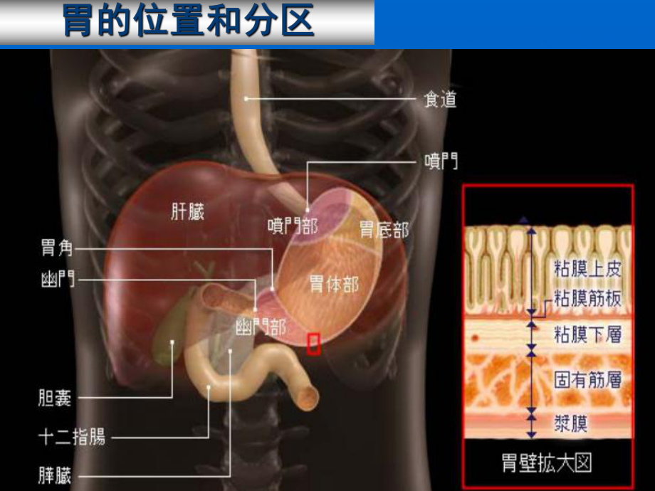 胃十二指肠-课件.ppt_第3页