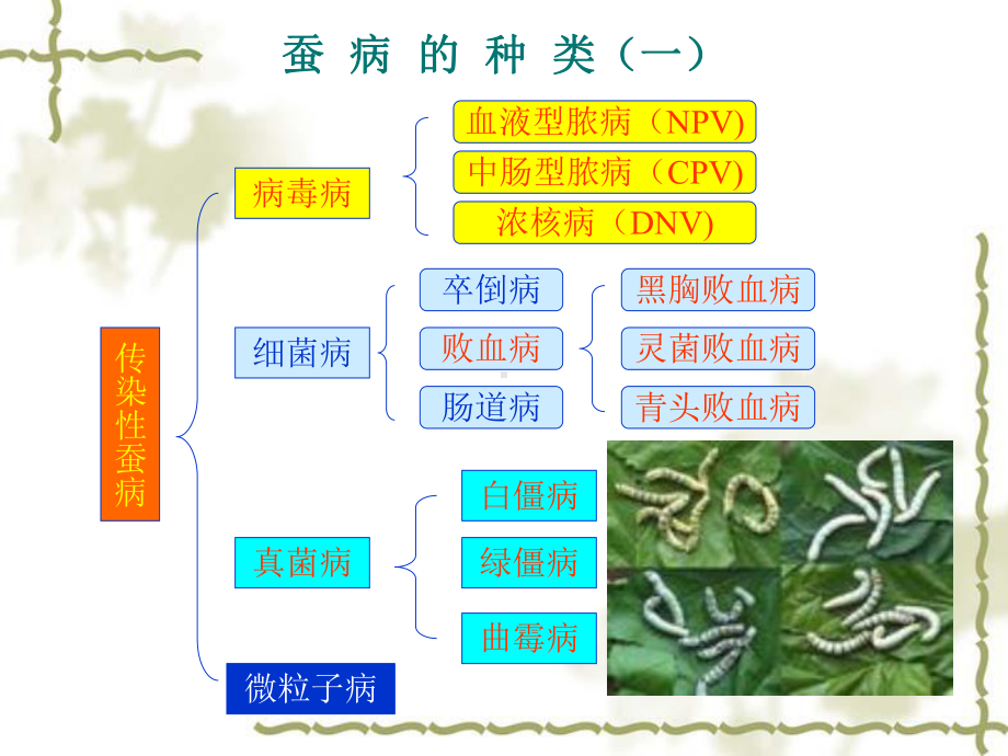 蚕病防治课件.ppt_第3页