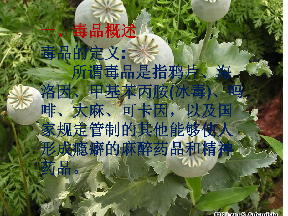 禁毒教师师资培训演示教学课件.ppt_第2页