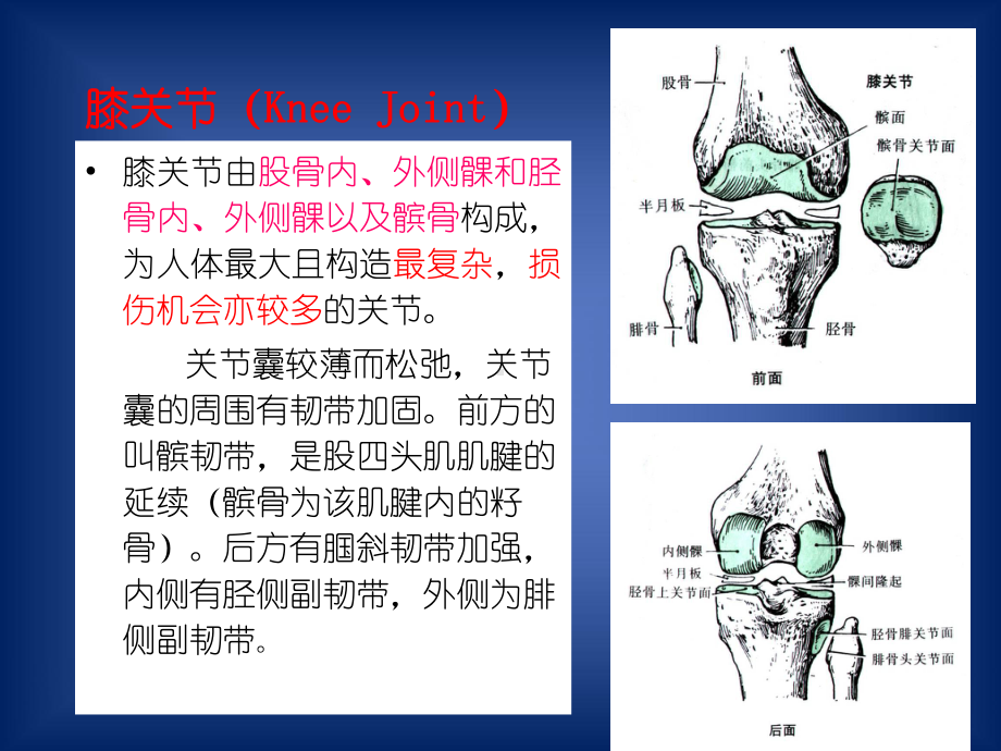 膝关节穿刺术课件.pptx_第3页