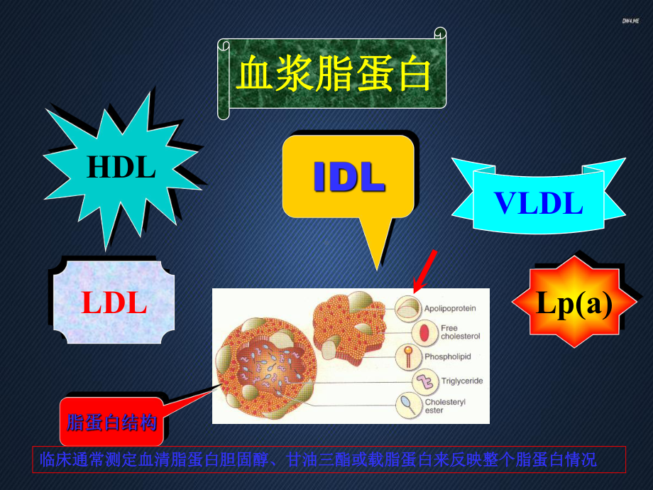 血脂分析临床应用的有关问题（检验科）-课课件.ppt_第3页