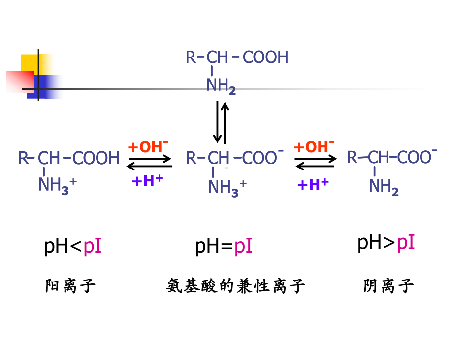 蛋白质的理化性质课件.ppt_第3页