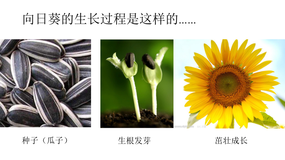 长呀长教学讲解课件.ppt_第3页