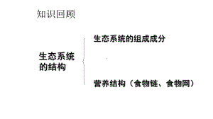 高三一轮复习-生态系统的能量流动和物质循环课件.ppt