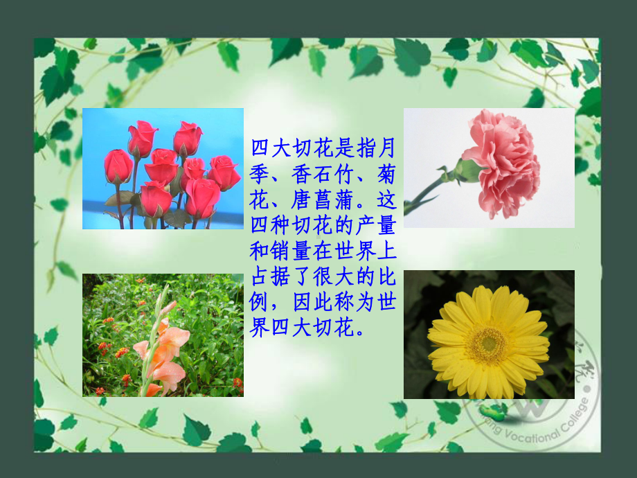 四大切花栽培课件.ppt_第2页