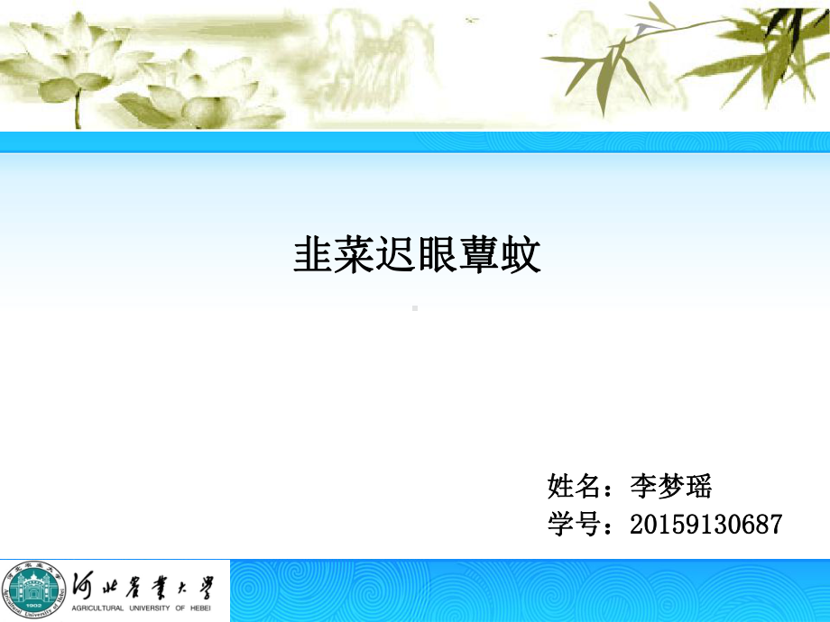 韭菜迟眼蕈蚊综述课件.ppt_第1页