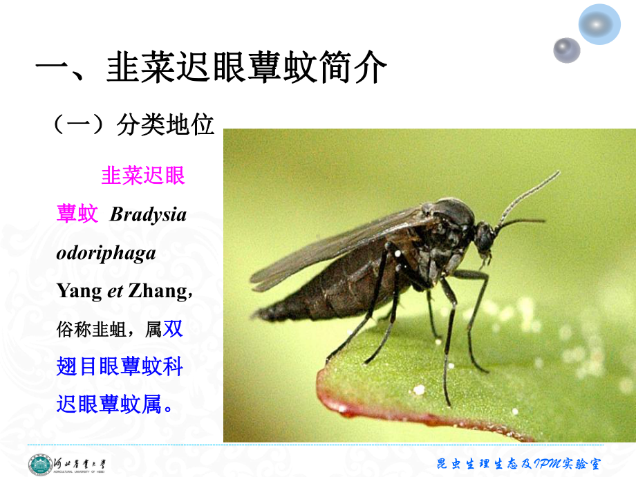 韭菜迟眼蕈蚊综述课件.ppt_第3页