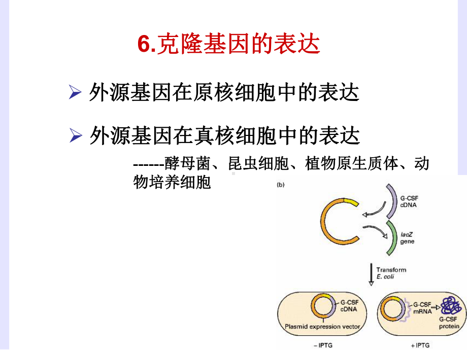 六、克隆基因的表达课件.ppt_第3页