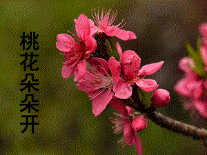 模板(桃花)课件.ppt