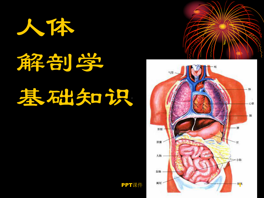 人体解剖学基础-课件.ppt_第1页