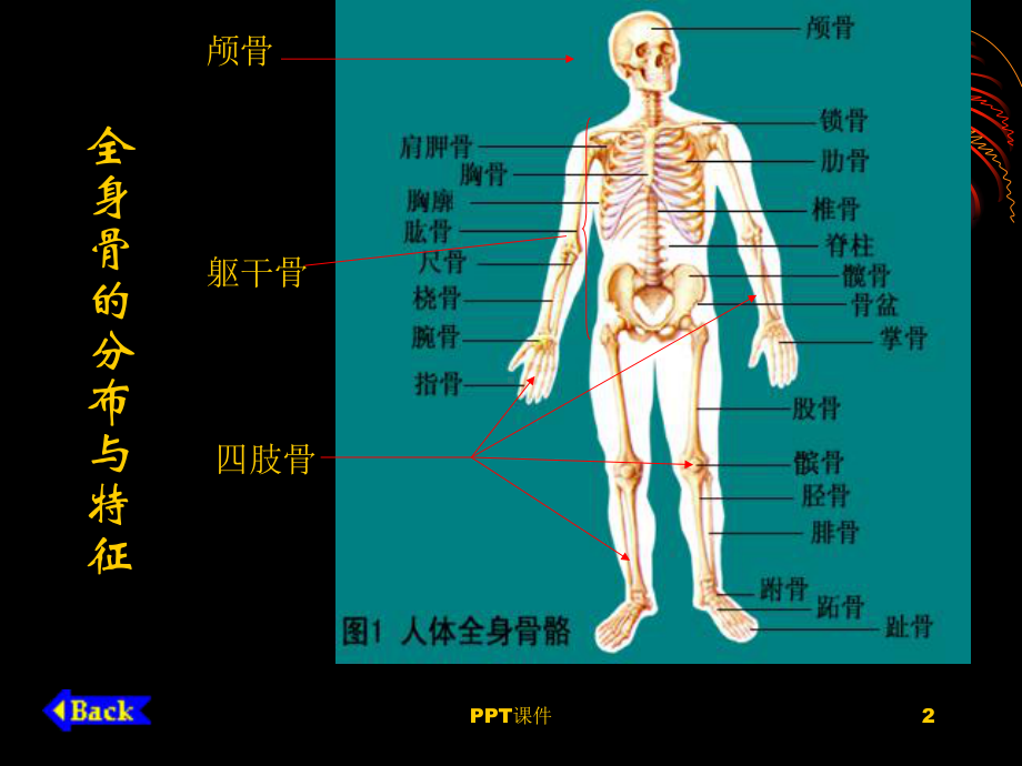 人体解剖学基础-课件.ppt_第2页